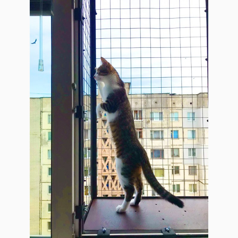 Фото 13. Балкончик для кошки на окно Броневик Днепр