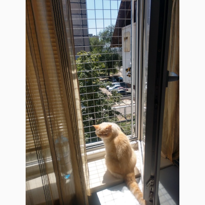 Фото 18. Балкончик для кошки на окно Броневик Днепр