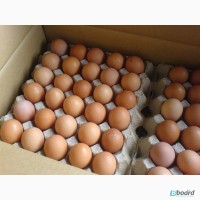Продам инкубационные яйца домашних кур