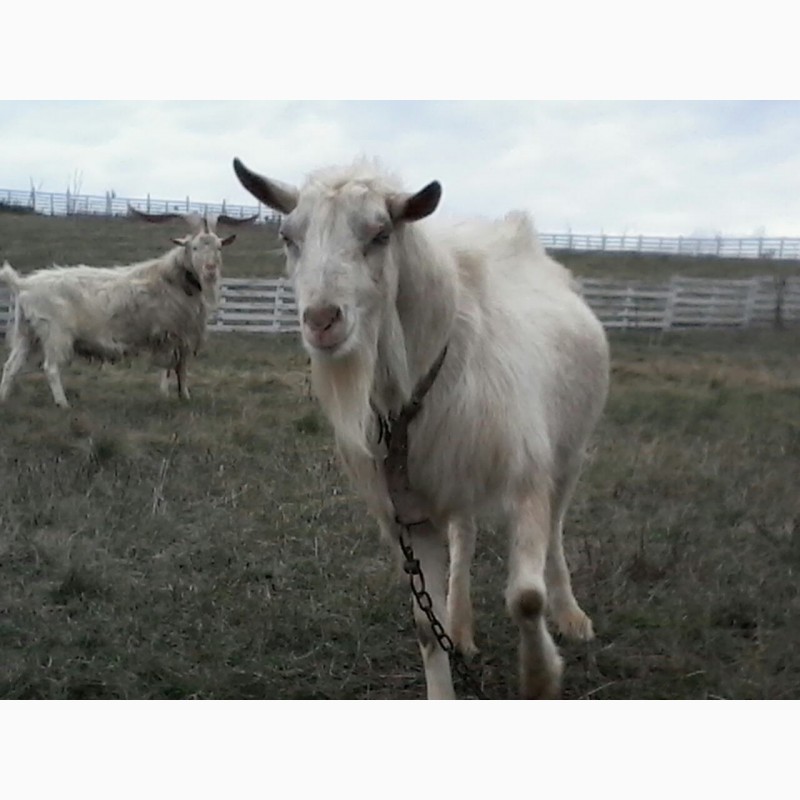 Фото 2. Молодые козы зааненской породы. Племенной козёл нубийской породы