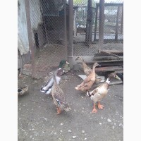 Продам инкубационнле яйцо индийского бегунка