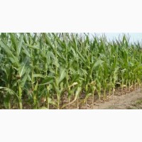 Гибрид Твист ФАО 270 семена кукурузы